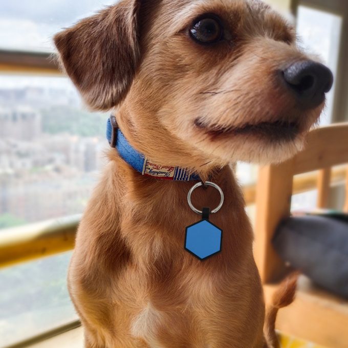 silicone dog id tag pet products