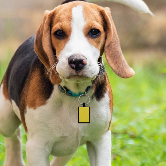 silicone dog id tag pet products