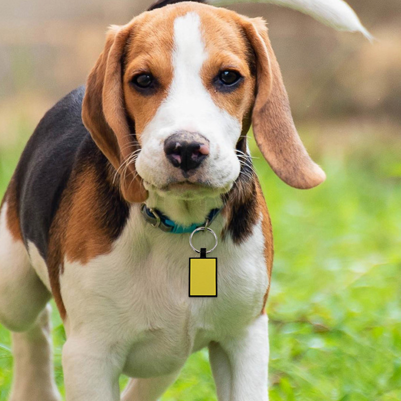 silicone dog id tag pet products